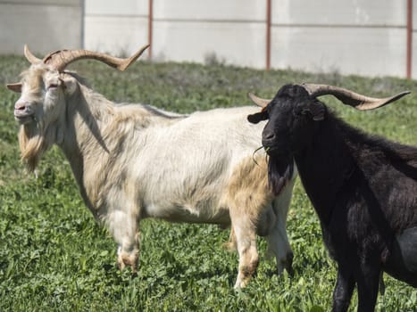 Goats grazing in a meadow