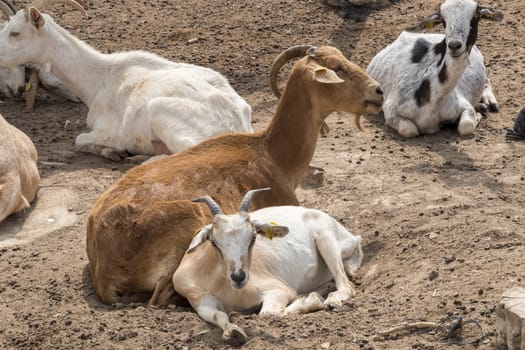 Goats lying resting