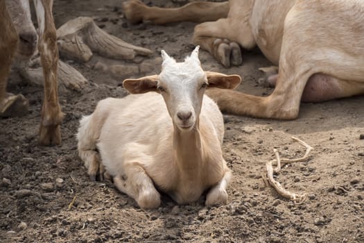 Goats lying resting