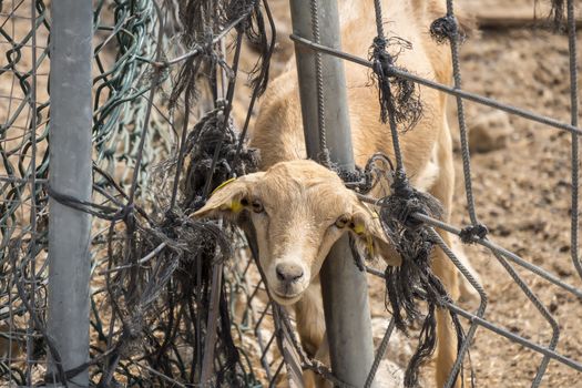 Lamb looking through a fence