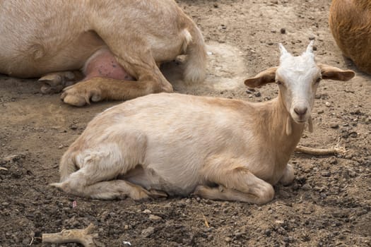 Goats lying resting