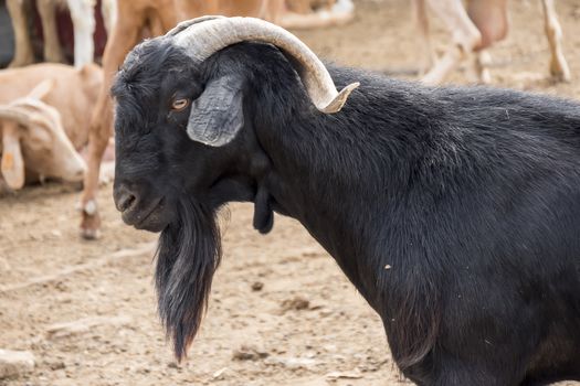 Black male goat