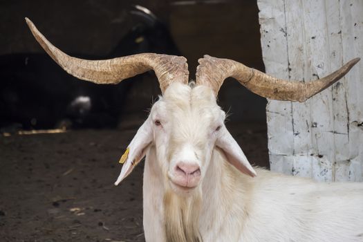White male goat in the farm