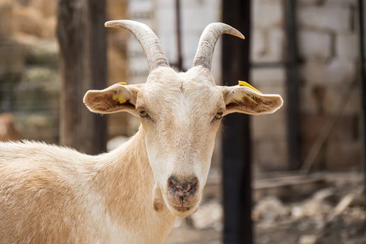 Brown goat in the farm