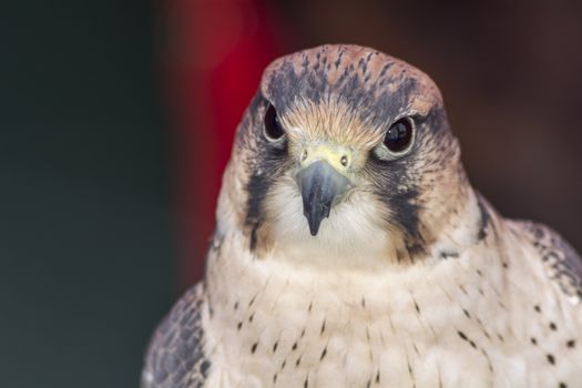 Falco tinnunculus head with gray spots