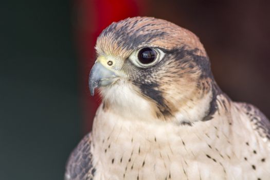 Falco tinnunculus head with gray spots