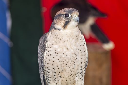 Falco tinnunculus with gray spots