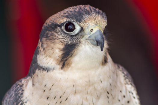 Falco tinnunculus head with gray spots
