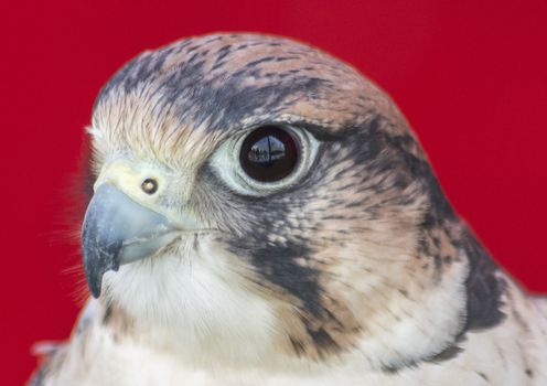 Falco tinnunculus head with gray spots