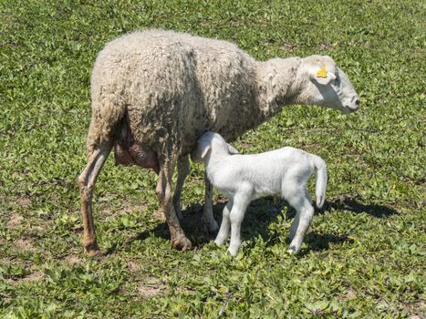 Newborn lamb with his mother in a meadow