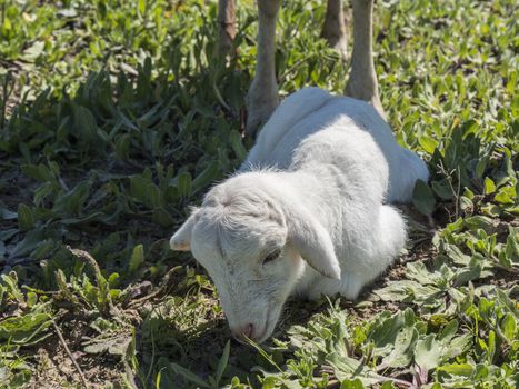 Newborn lamb in a meadow