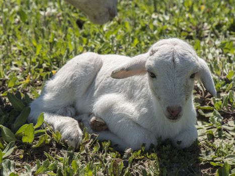 Newborn lamb in a meadow