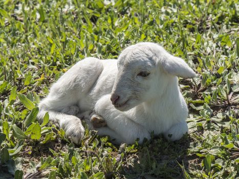Newborn lamb in a meadow