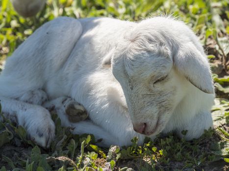 Newborn lamb in a meadow