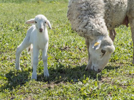Newborn lamb with his mother in a meadow