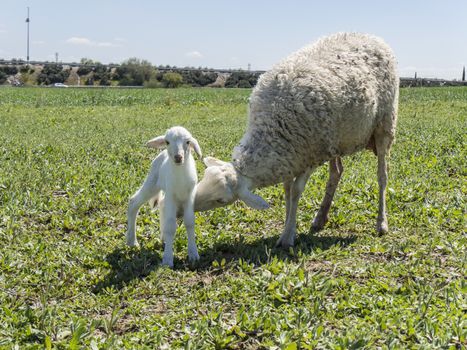 Newborn lamb with his mother in a meadow