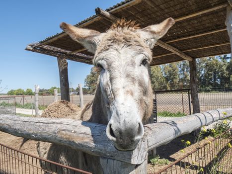 Donkey on a farm