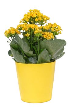 Yellow flower isolated on a white background