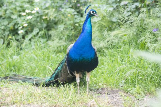 Peacock male in the field (Indian peafowl, blue peafowl or Pavo cristatus)
