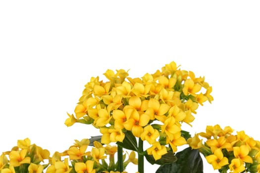 Yellow flower isolated on a white background