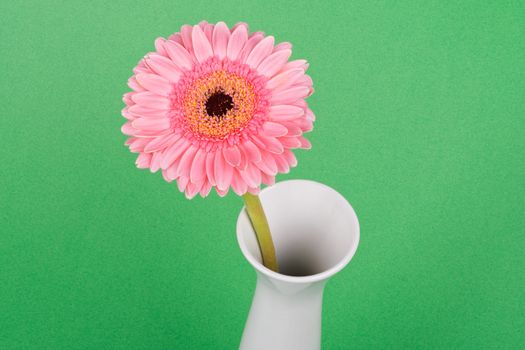 Pink gerber in white vase on a green background