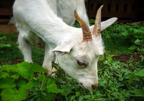 White goat grazing in a farm. Close up view