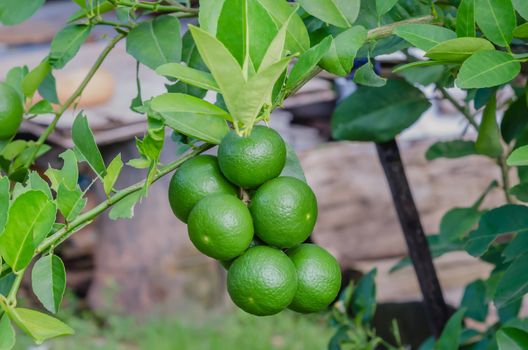 Lime green tree hanging from the branches of it