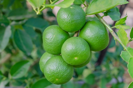 Lime green tree hanging from the branches of it