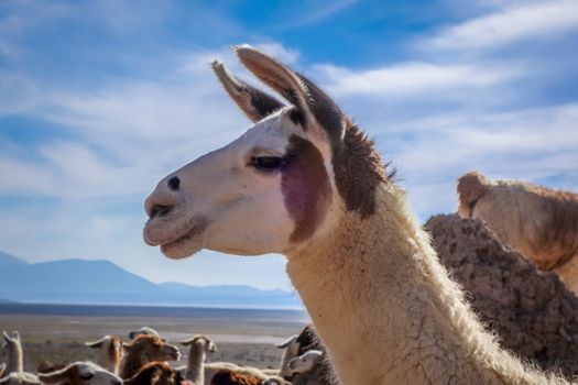 Lamas Lamas herd in Eduardo Avaroa National Park, Bolivia