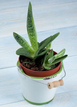 Succulent Houseplant Gasteria in Flower Bucket  closeup on Blue Wooden background