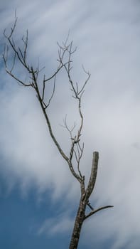 The old and completely dry tree growing against the blue sky