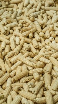 A lot of corn on the ground