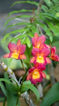 Close up of beautiful orchids blooms in garden