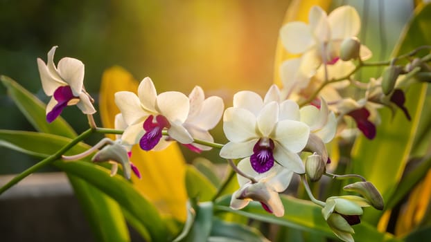close up white with purple orchid flower in  garden
