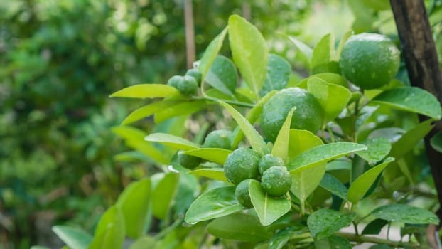 Lime green tree hanging from the branches of it