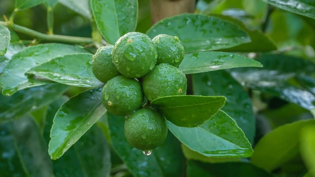 Lime green tree hanging from the branches of it