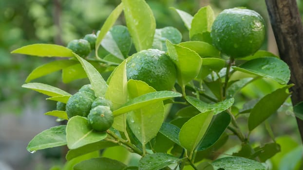 Lime green tree hanging from the branches of it