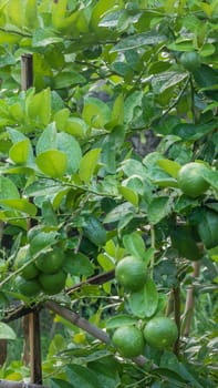 Lime green tree hanging from the branches of it