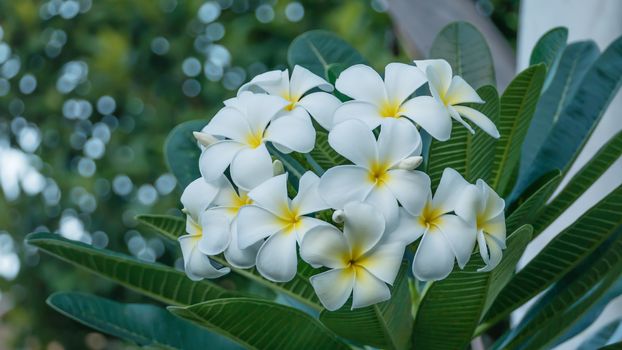 white and yellow frangipani flowers with leaves in background