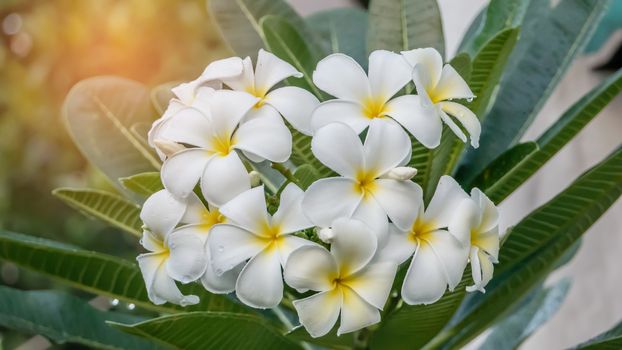 white and yellow frangipani flowers with leaves in background