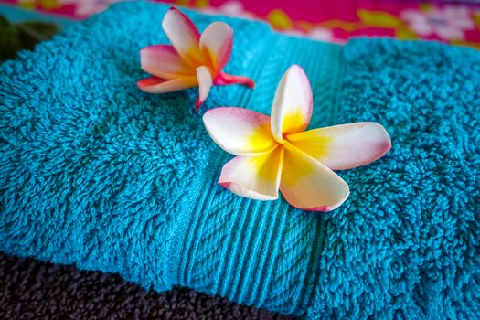 White tiare flowers on a blue towel. Zen spa background