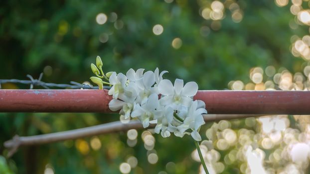 orchid flowers the natural in the garden with sunset light