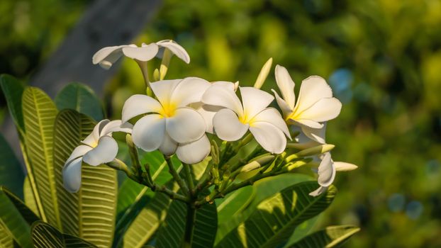 white and yellow frangipani flowers with leaves in background