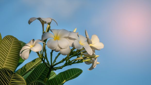 Plumeria flower on clear blue sky background