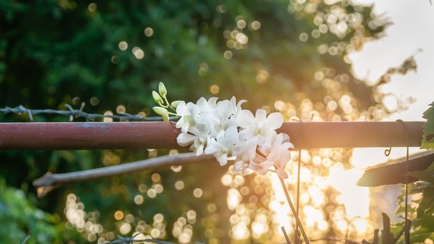 orchid flowers the natural in the garden with sunset light