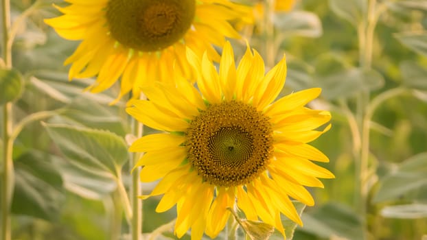 Close up of sunflower against a field