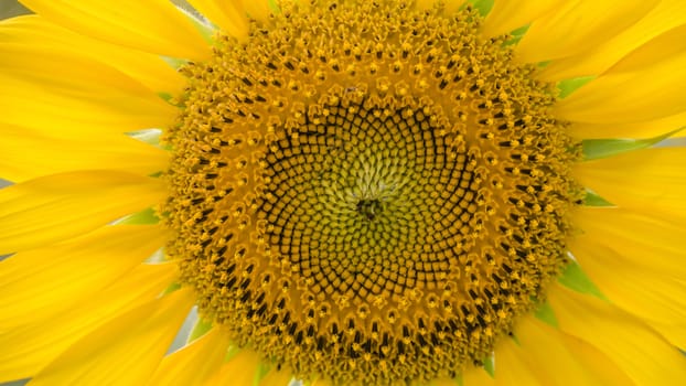Close up of sunflower against a field