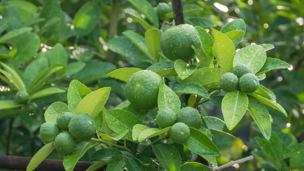 Lime green tree hanging from the branches of it
