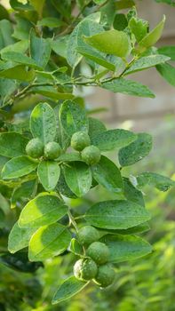 Lime green tree hanging from the branches of it