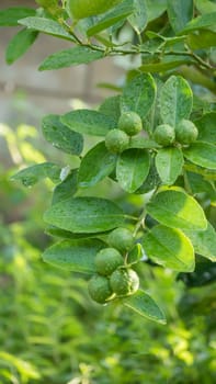 Lime green tree hanging from the branches of it